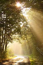 Morning sun rays fall on the forest road