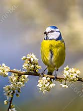 Blue tit portrait in blossom