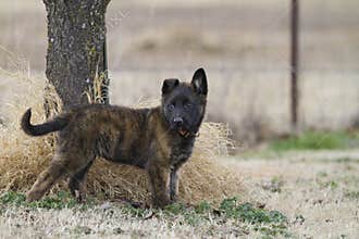 Dutch Shepherd Puppy, about 2 months old