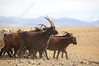 Sheeps on altai