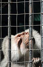 Mandrill monkey behind bars looking up