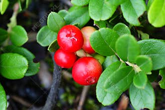 Cranberry