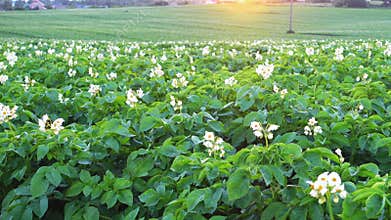 Crane shoot of a blooming potato field at morning, rural scene.