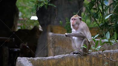 Monkey eating food in the jungle. Thailand