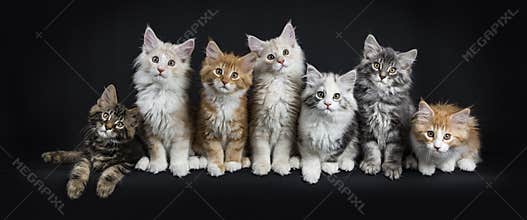 Row of seven maine coon cats on black