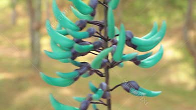 Turquoise jade vine emerald high definition stock footage