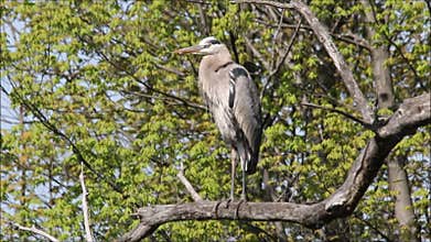 Great Blue Heron Perched on Tree Preening