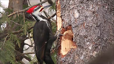 Pileated Woodpecker Forages For Food