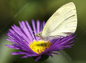 Pieris Brassicae butterfly