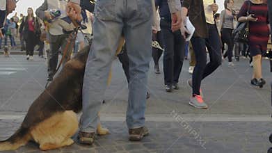 Man and dog without muzzle walking in crowd of people in city, risk of dog bites