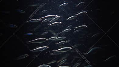 Aquarium with many same fishes