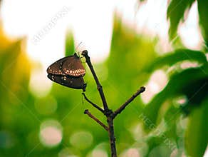 Butterfly love