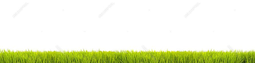Green grass: fresh green grass large panorama banner as frame border in a seamless empty white background
