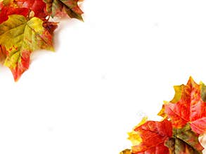 Fall leaves