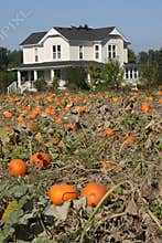 Farm house pumpkin patch