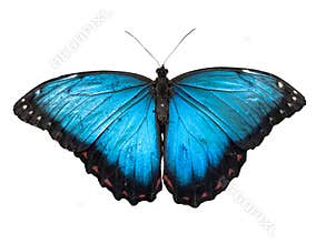 Blue Morpho butterfly, Morpho peleides, isolated on white background