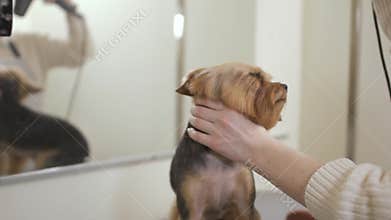 Groomer dries dog fur with hair dryer