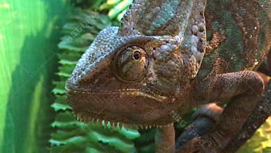 Chameleon looking around