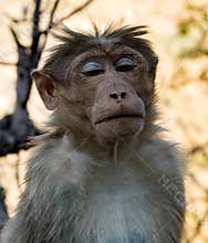 Urban monkey sits with eyes closed, looking serene