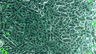 Bacteria breed on a green background