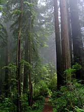 Forest murmurs