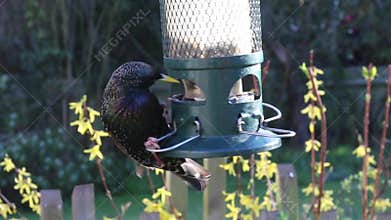 Starling feeding feeder bird