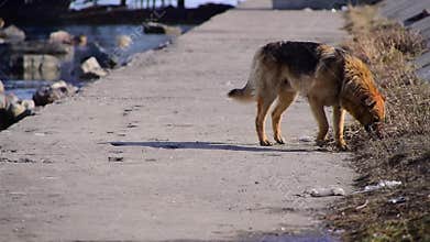 The lonely dog