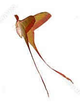 butterfly moth