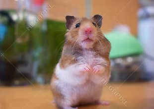 A hamster staring at me
