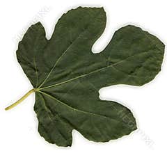 Leaf