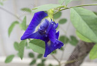 Multi petal butterfly pea flower