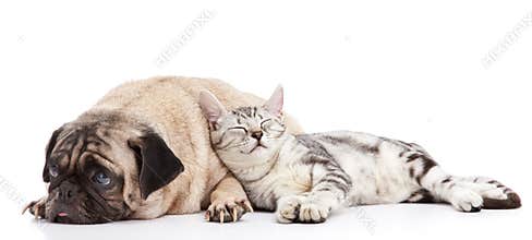 Dog and cat