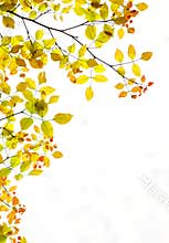 Autumn foliage background copy space