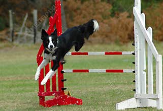 Dog jumping hurdle