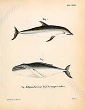 Illustrations of animal.