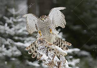 Northern Goshawk Accipiter gentilis