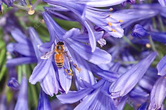 Honey bee on purple agapanthus flower
