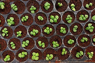 Growing organic vegetable farms
