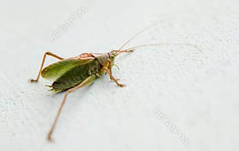 Grasshoppper on a white background latin Caelifera