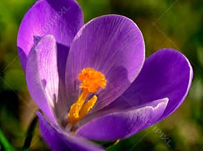 Macrophotography of Pistil orange violet crocus in early spring