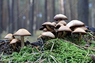 Mushrooms