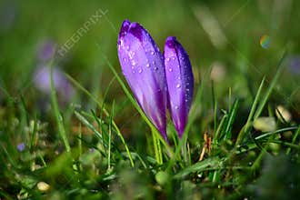 The lawns covered with violet