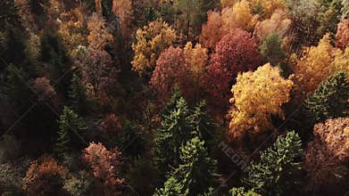 Autumn forest in sunny day.