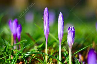 The purple flowers in the early morning after the rain are about to open