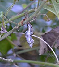 Gulf Fritillary butterfly chrysalis