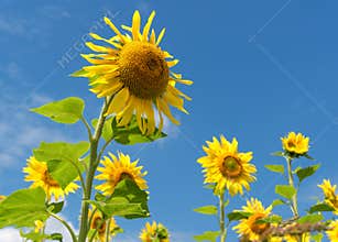 Sunflowers over blue sky background