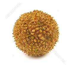 Platanus flower ball