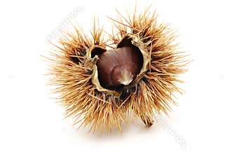 Chesnut