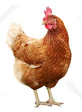 Beautiful Brown hen isolated on white background.