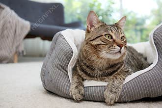 Cute cat resting on pet bed